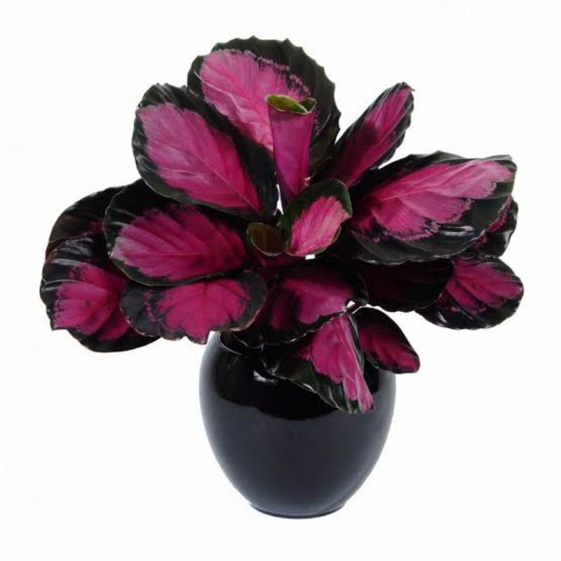 bunga calatea Crimson rimbun chalatea Crimson calathea Crimson krimson