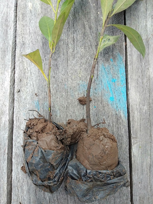 Bibit Tanaman Buah Black Sapotte/ Black Sapote/ Bibit Black Sapote Murah