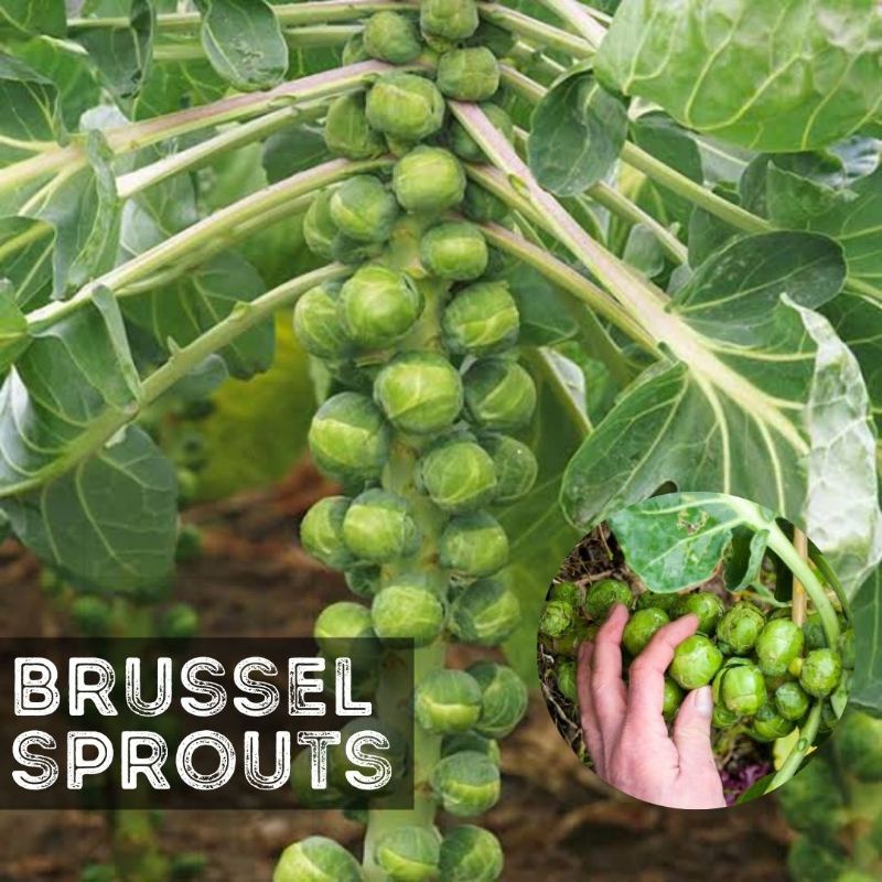 Benih BRUSSEL (isi-2) Kubis Mini - Biji Bibit Sayur