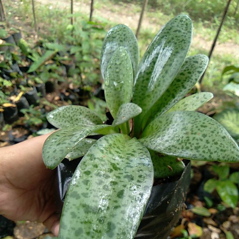 Tanaman hias Bunga Lidah Katak