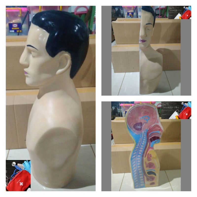 PHANTOM/MANIKIN/MANEKIN/NGT SETENGAH BADAN
