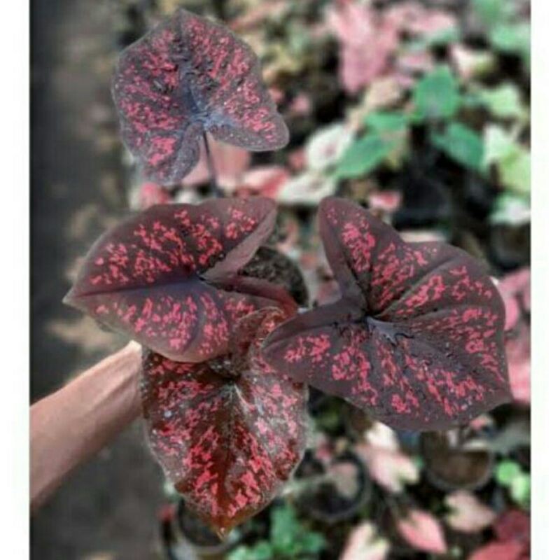 (UMBI) Caladium Seven Luck
