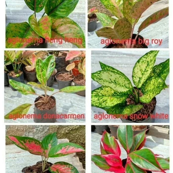 Paket 6 Bibit Bunga Aglonema - Tanaman Hias Aglonema