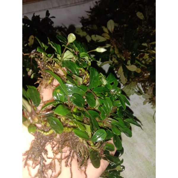 bucephalandra medium, tanaman air - tanaman aquascape 500g dan 1kg