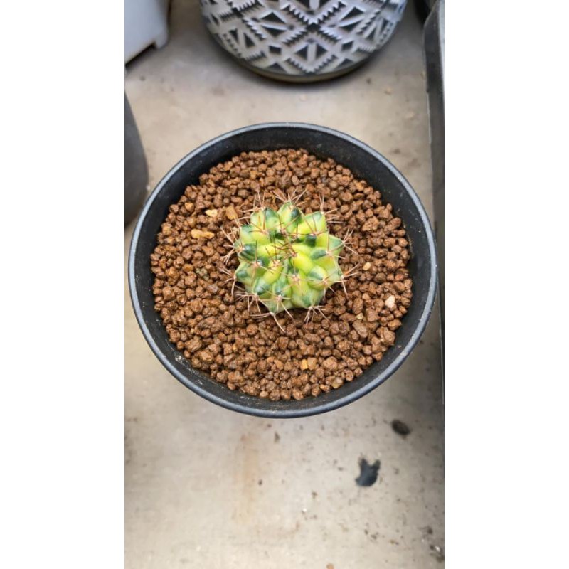 gymno marble/ gymno marble murah