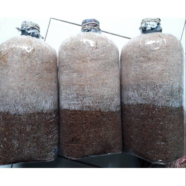 Baglog Jamur Tiram Putih Jenis Florida