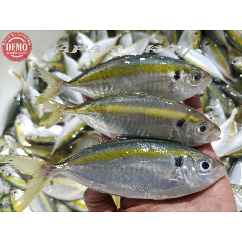 

Ikan Selar Segar Kuning Ikan Segar Fresh Bergaransi