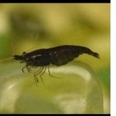 udang Hias black coco aquascape
