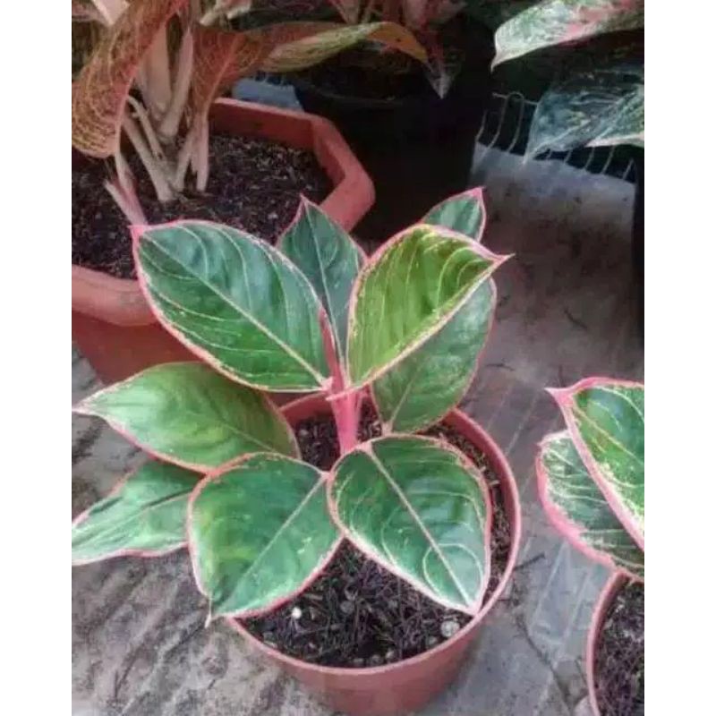 aglonema lipstik tiger