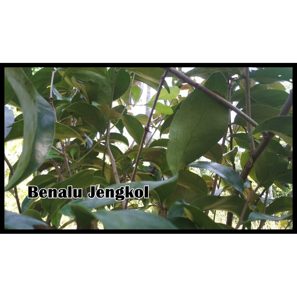 

Benalu Jengkol Segar 500 Gram