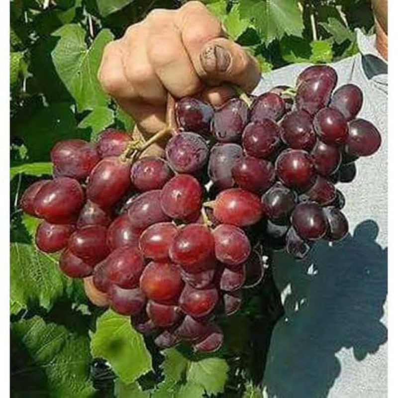 BIBIT ANGGUR IMPORT EVEREST GENJAH