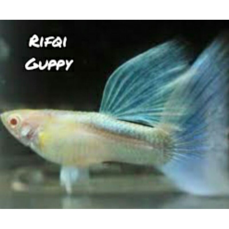 Ikan Guppy Blue Sky Topaz Ikan Hias