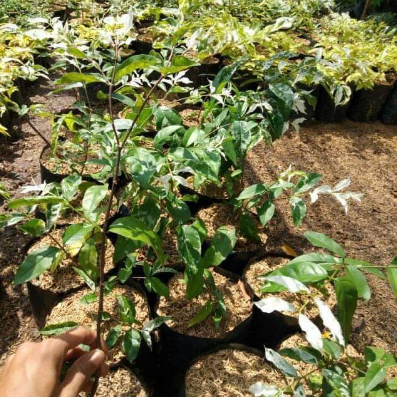 Bibit Bonsai Anting Putri Salju