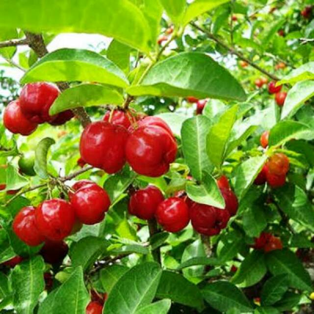 Bibit Cherry Barbados/Sianci Cangkok Cepat Berbuah