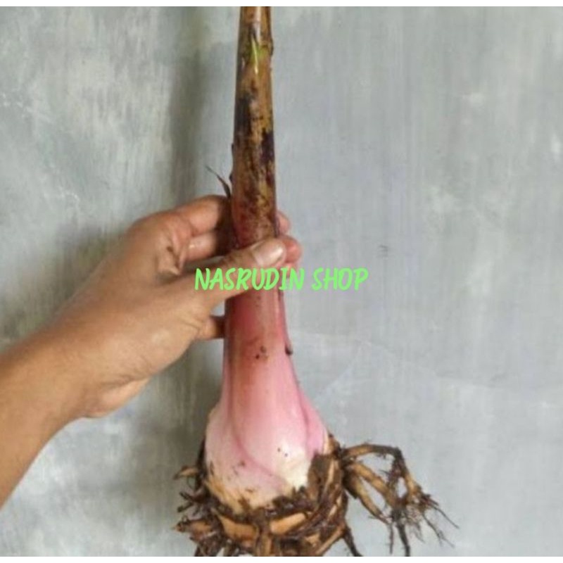 

[Fresh] BIBIT PISANG TANDUK 1KG (PERBONGGOL) BIBIT POHON PISANG TANDUK