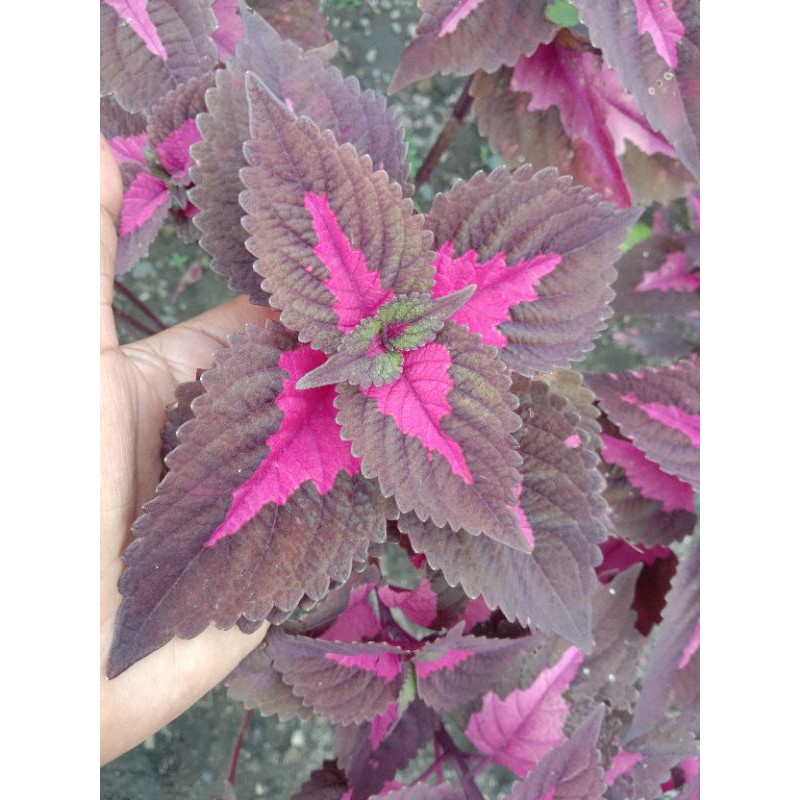 Bunga Miana (Cinta Mati)