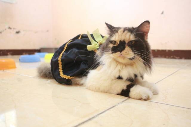 Dress black mumu pita kuning / dress kucing lucu murah terlaris / baju kucing murah size S M L XL