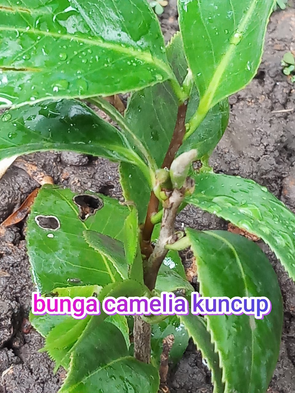 Bibit Bunga Camelia Supermurah