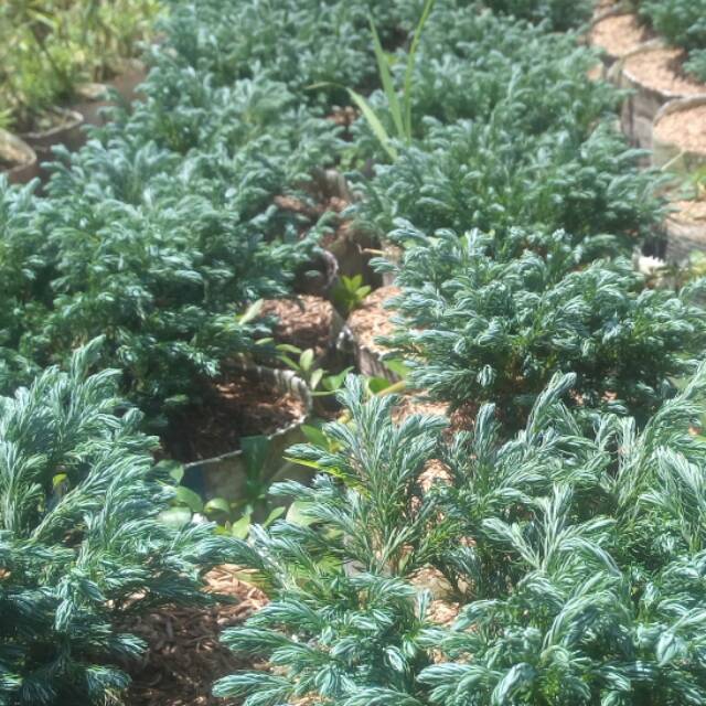 Cemara perak udah rimbun besar