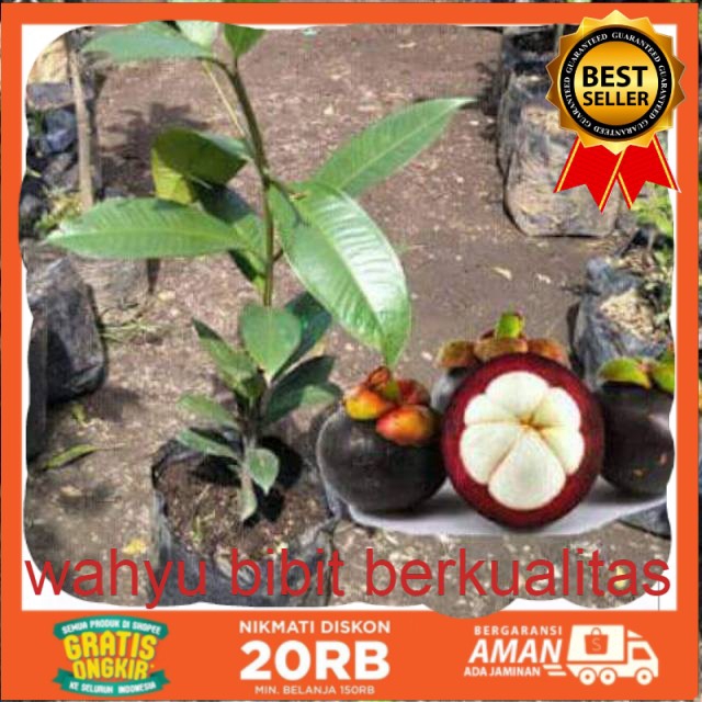 Bibit manggis okulasi