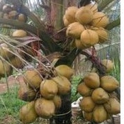 

Kelapa Kopyor Isi Tebal Bergaransi Tidak Kopyor Di Ganti