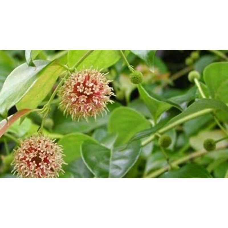 

Daun gambir segar 1 kg asli dari musi