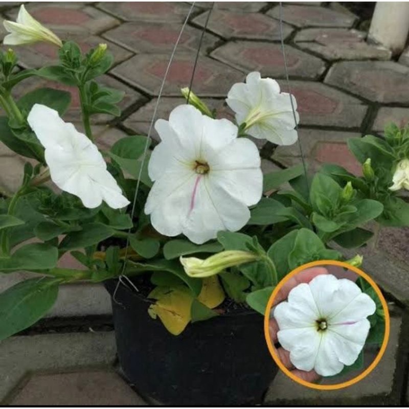 Bibit tanaman hias gantung bunga petunia putih