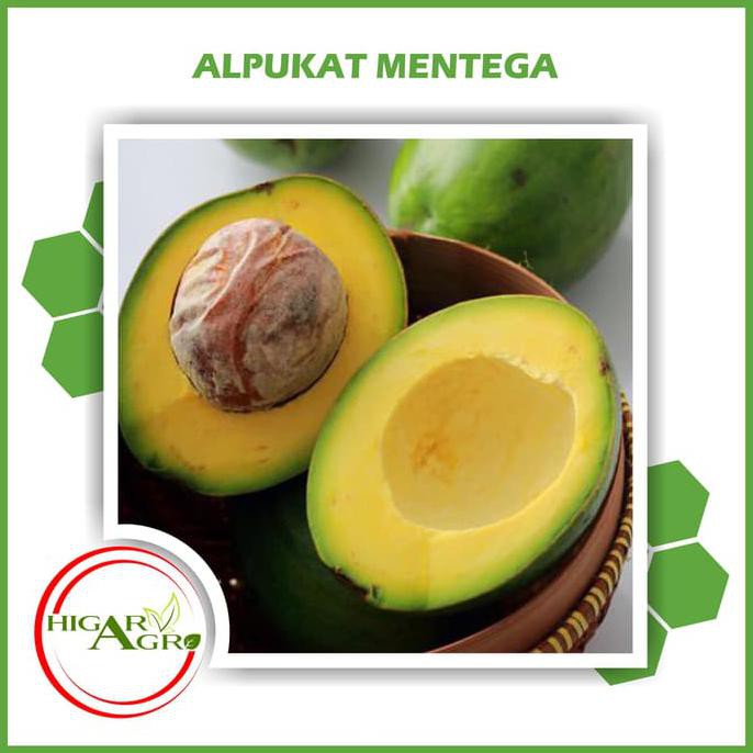Back Bibit Tanaman Buah Alpukat Mentega