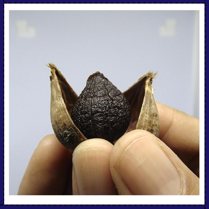 

ORIGINAL BLACK GARLIC TUNGGAL 250 GRAM - BAWANG PUTIH HITAM TUNGGAL/LANANG