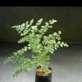 Tanaman Hias Suplir Daun Kecil