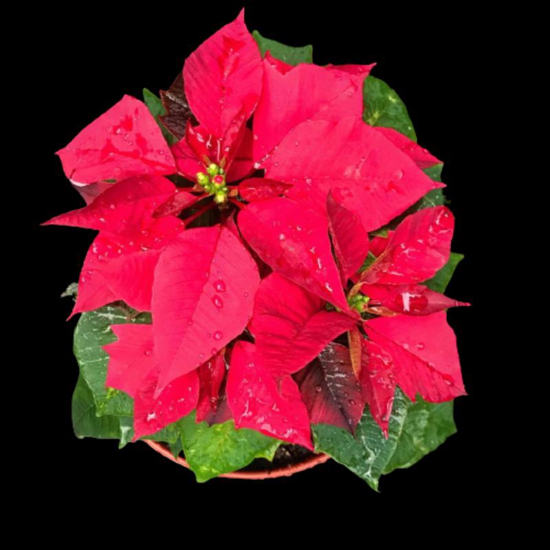 PROMO TANAMAN HIAS BUNGA SUPER KASTUBA POINSETTIA WARNA MERAH | TERMURAH