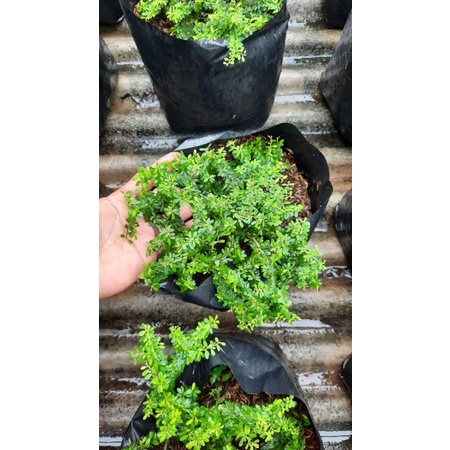 saeng simbur Thailand mikro