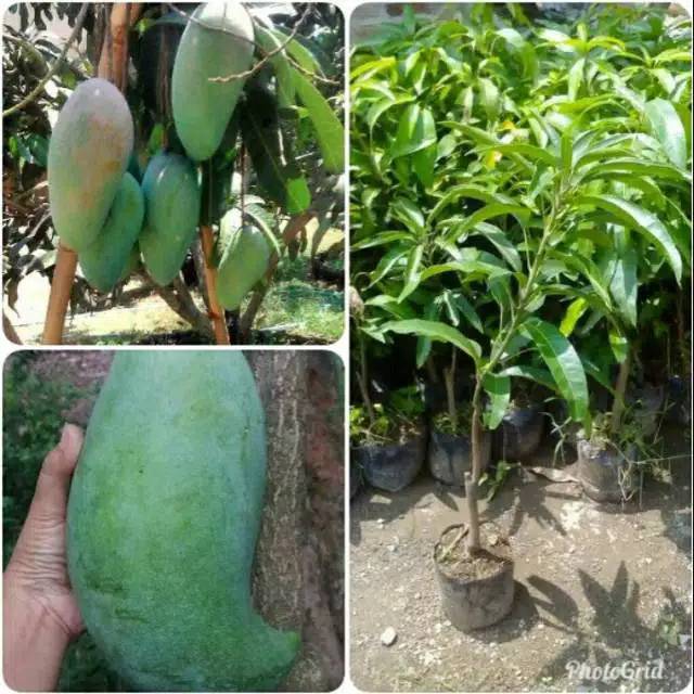 Bibit Mangga Mahatir / Tanaman mangga mahatir