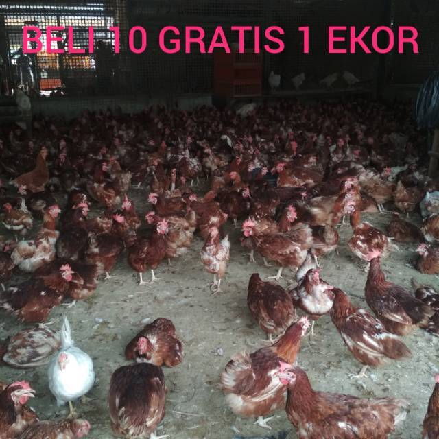

daging ayam merah petelur fress