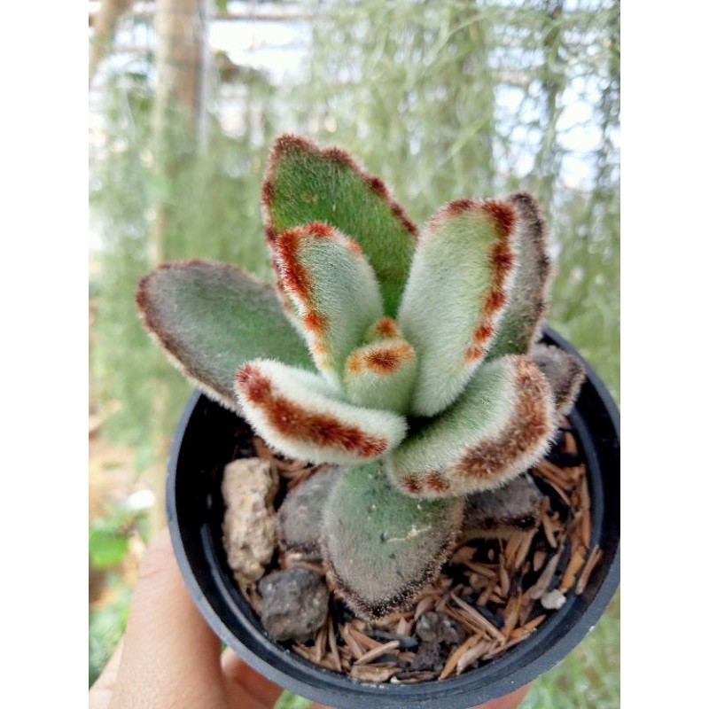 Sukulen Kalanchoe Tomentosa