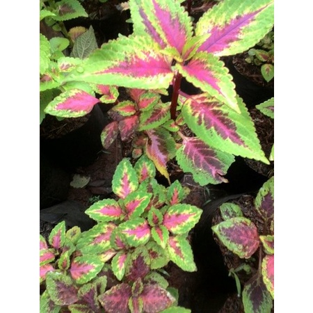 PROMO tanaman hias miana batik - miana merah strip kuning ( Tanaman hias hidup indoor murah hiasan r