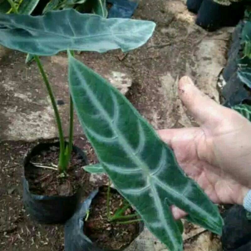 tanaman keladi Amazon lokal