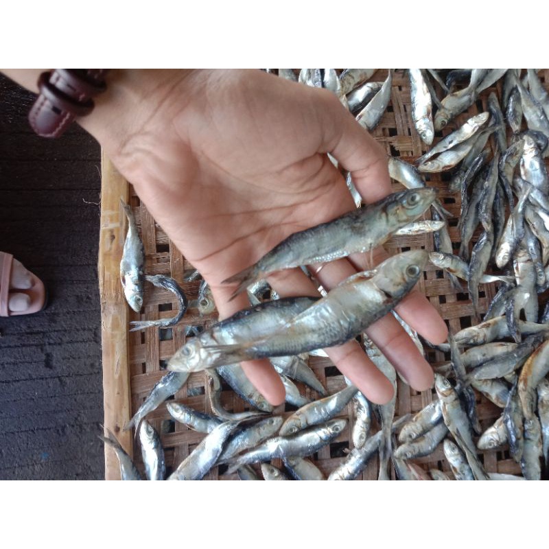

Ikan Asin tamban/ ikan asin sisik/ikan asin semenit