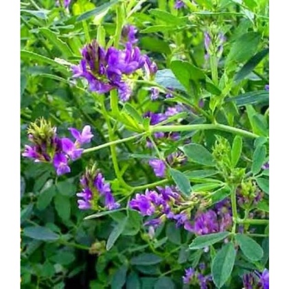 Benih Bibit Biji Alfalfa Grass Alfalfa Hay Makanan Kelinci Rumput Alfalfa 20 BIJI