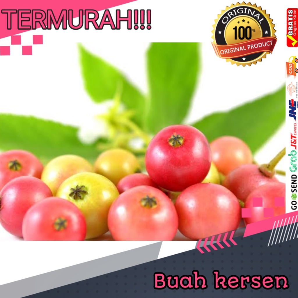 

Buah kersen buah talok buah cheri kersen 10 buah
