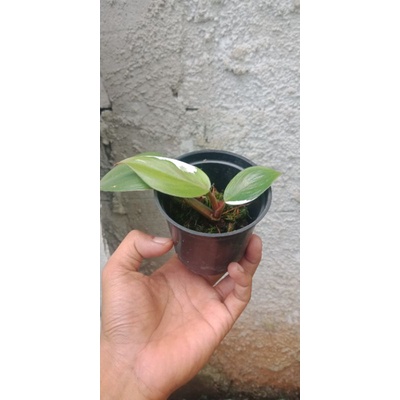 philodendron white knight philodendron wk