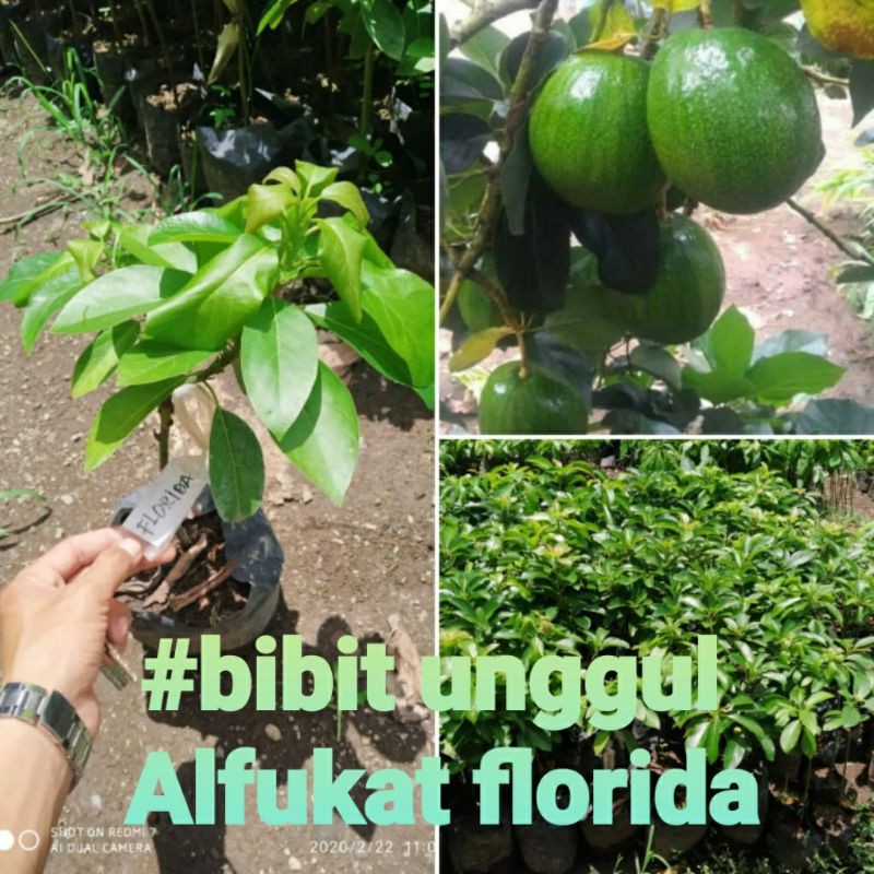 alfukat florida unggul