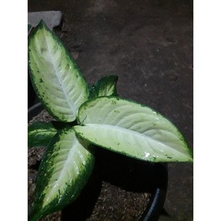 Bunga aglonema tissue Shopee Indonesia Bunga aglonema tissue Shopee Indonesia