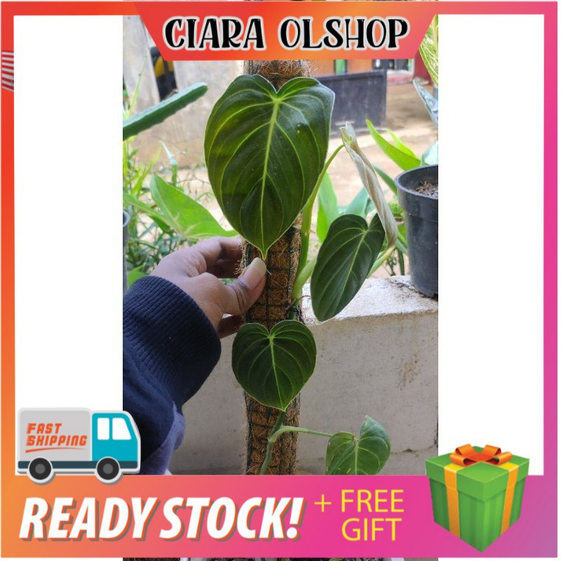 Tanaman Hias Philodendron Melano / Melano / Philodendron