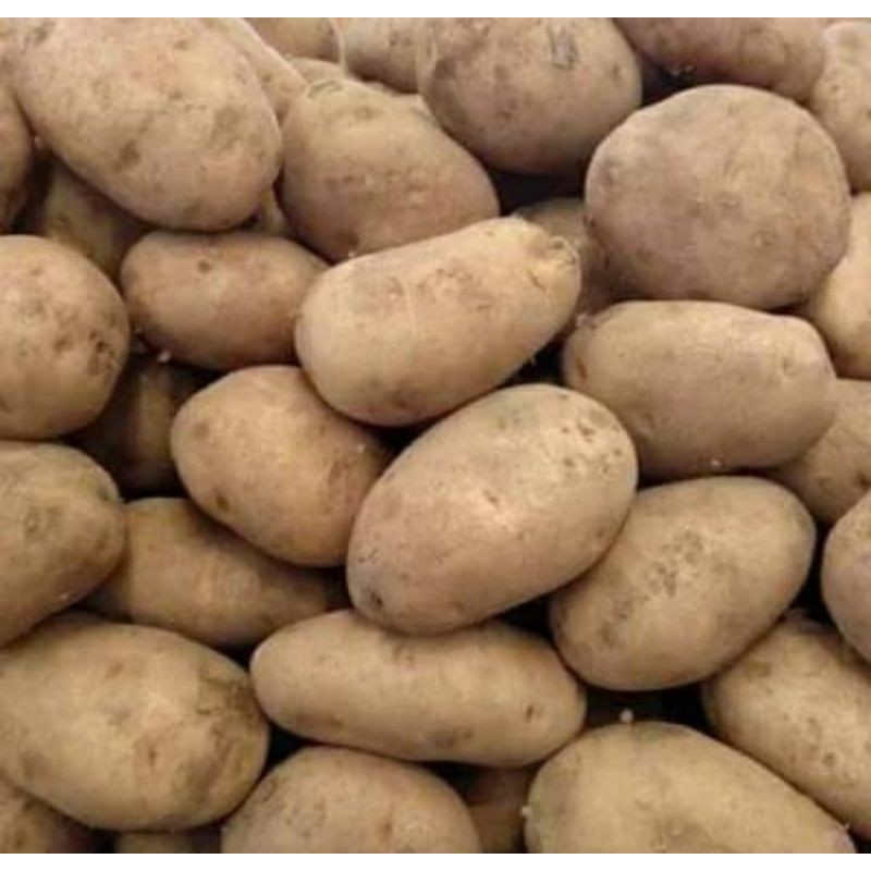 

kentang dieng besar @500grm