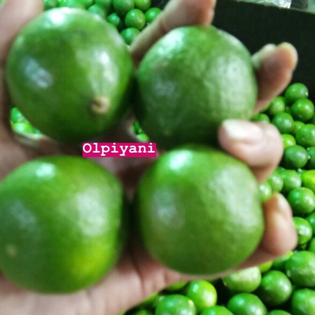 Jeruk nipis / Lemon / peras 1kg PROMO