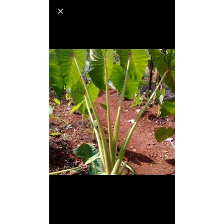 Pohon talas bogor 1 meter