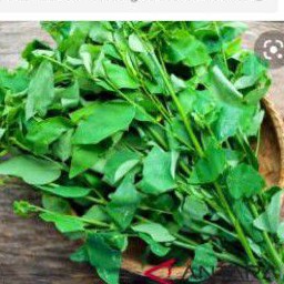 

Daun katuk harga 1ikat