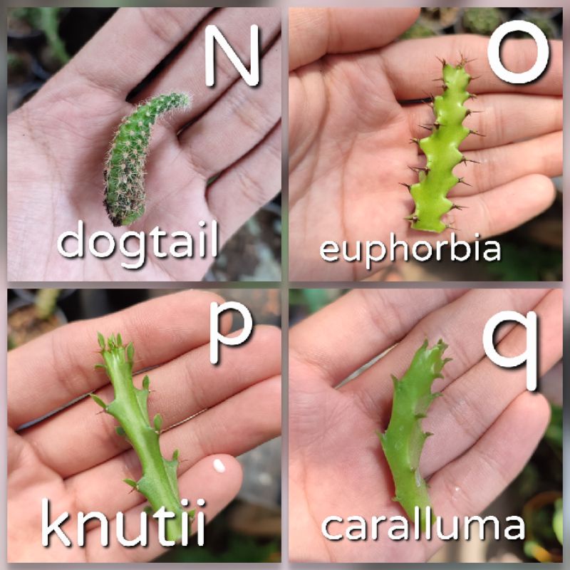 Baby kaktus mini murah bebas pilih/Damsii/Mickey/Candi/Huernia/Opuntia/Echinopsis