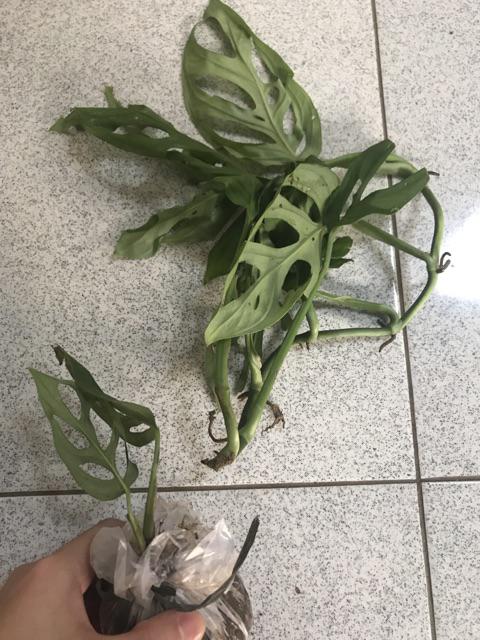 Bibit Tanaman Monstera Obliqua Philodendron Monstrea Daun Janda Bolong